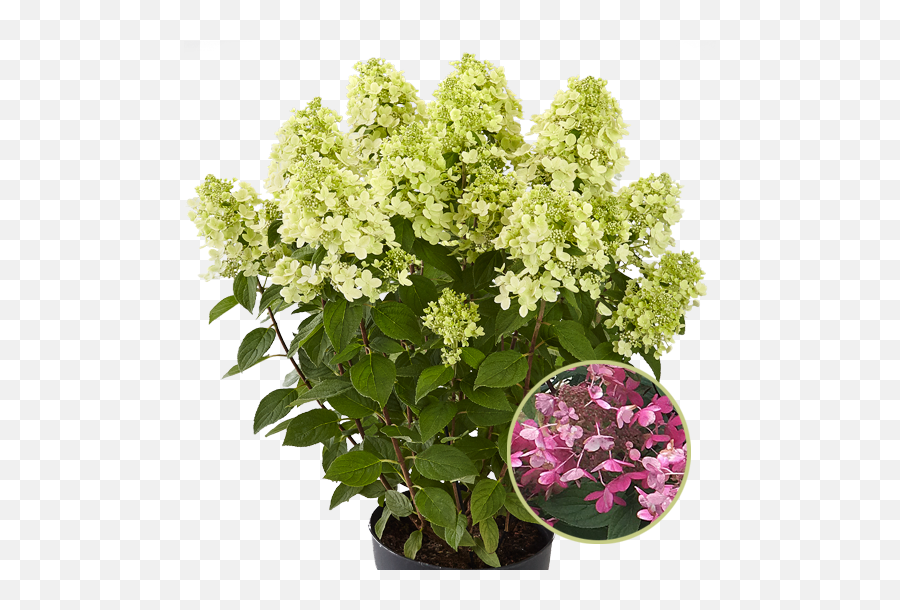 Panflora Kötterheinrich - Bougainvillea Png,Hydrangea Png