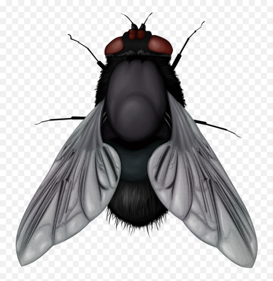 Fly Png Image - Fly Png,Fly Png