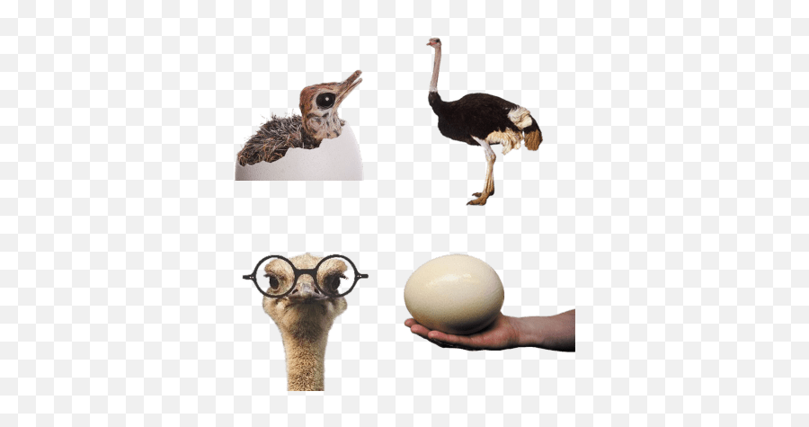 Ostriches Transparent Png Images - Stickpng Transparent Background Ostrich Png,Ostrich Png