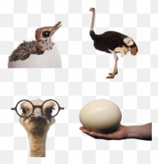 Ostriches Transparent Png Images - Stickpng Transparent Background Ostrich Png,Ostrich Png