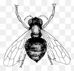 Media Gallery - Bee Png,Honey Bee Png