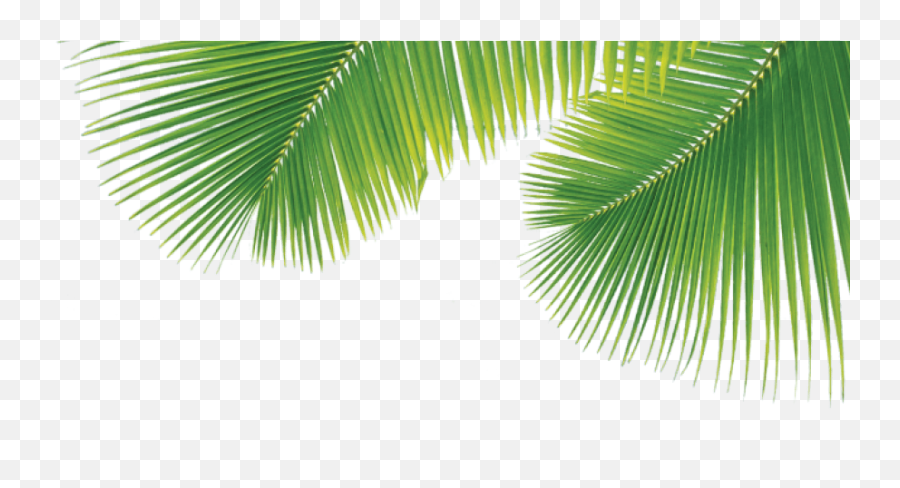 Palm Tree Leaf Png - Transparent Palm Tree Leaf,Palm Tree Leaf Png