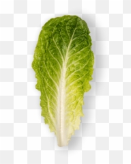 Grupo Lucas - Fresh Png,Romaine Lettuce Png