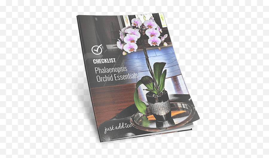 Essential Care Checklist Orchid Just Add Ice Orchids - Moth Orchid Png,Orchids Png