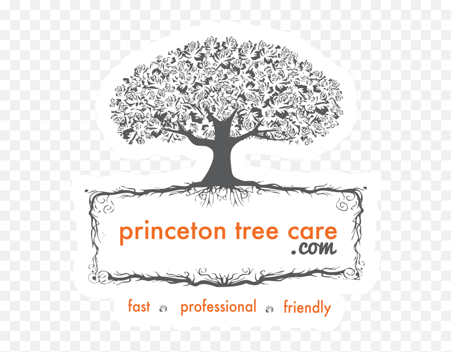 Princeton Tree Care - Premier Tree Service U0026 Removal Language Png,Princeton Logo Png