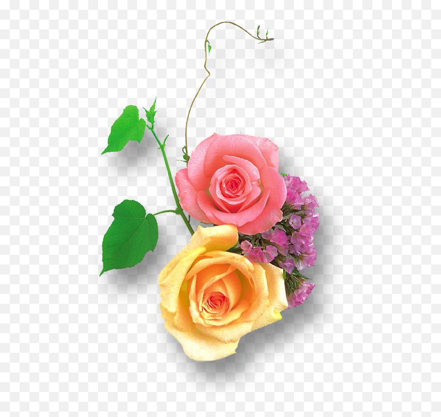Transparent Clipart Image Light Yellow And Pink Rose - Free Yellow Rose Png Hd,Pink Rose Transparent