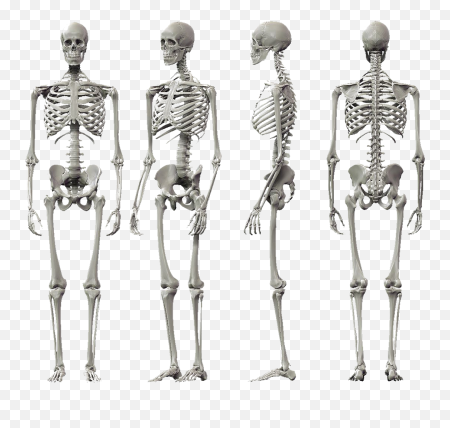 Create Your Own Skeleton Dance - Skeletal System No Labels Png,Dancing Skeleton Png