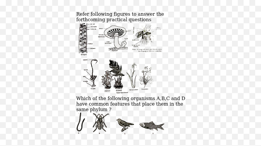 Refer Following Figures To Answer The - Insect Png,Questions Png