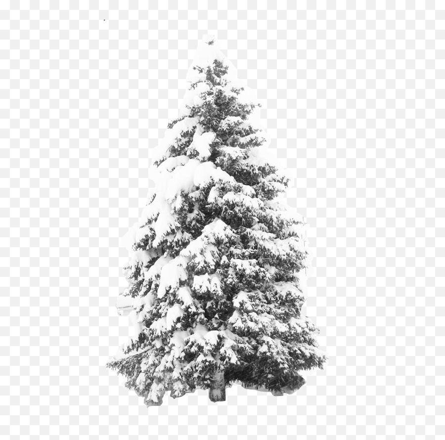 Snow Effect - Winter Snow Tree Png Hd Png Download Snow Pine Tree Png,Snow Overlay Png