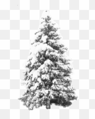 Snow Effect - Winter Tree Png HD Download Pine