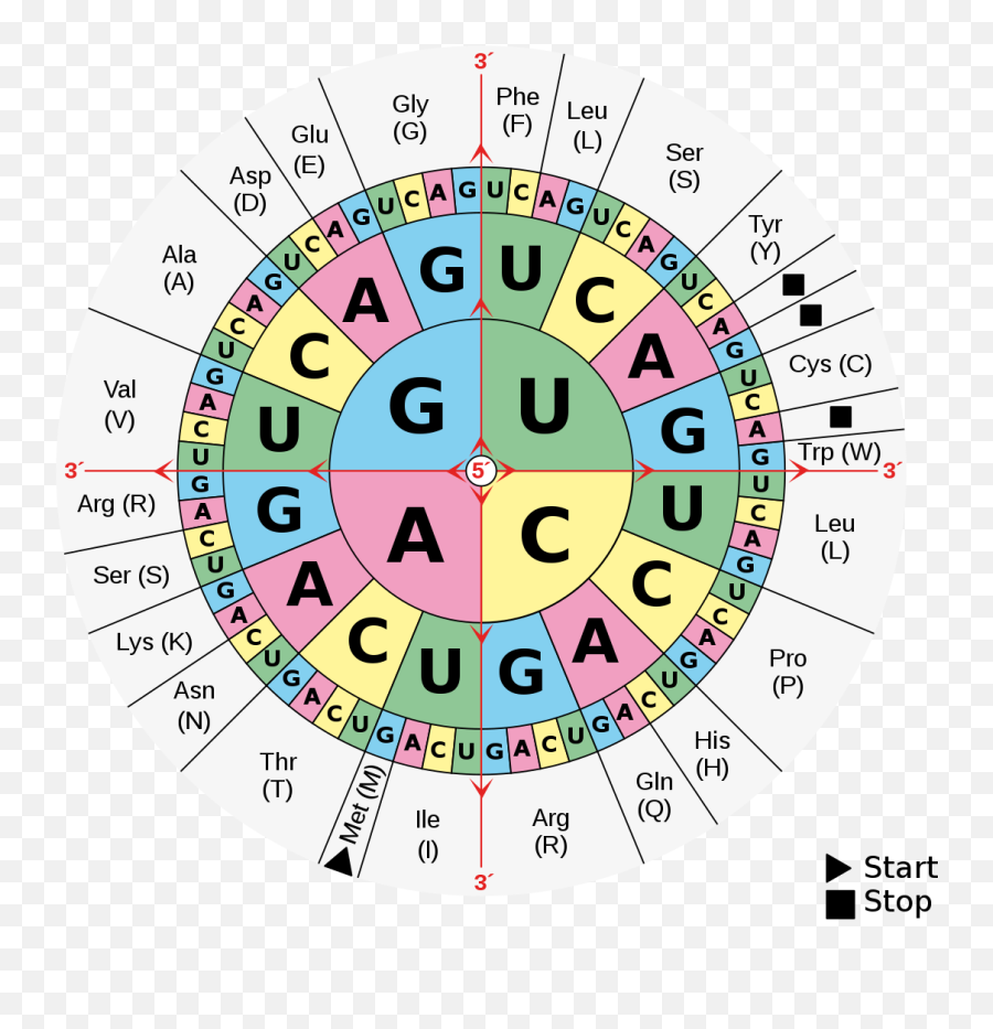 Dna And Rna Codon Tables - Wikipedia Codon Table Png,Superlube Icon Uca