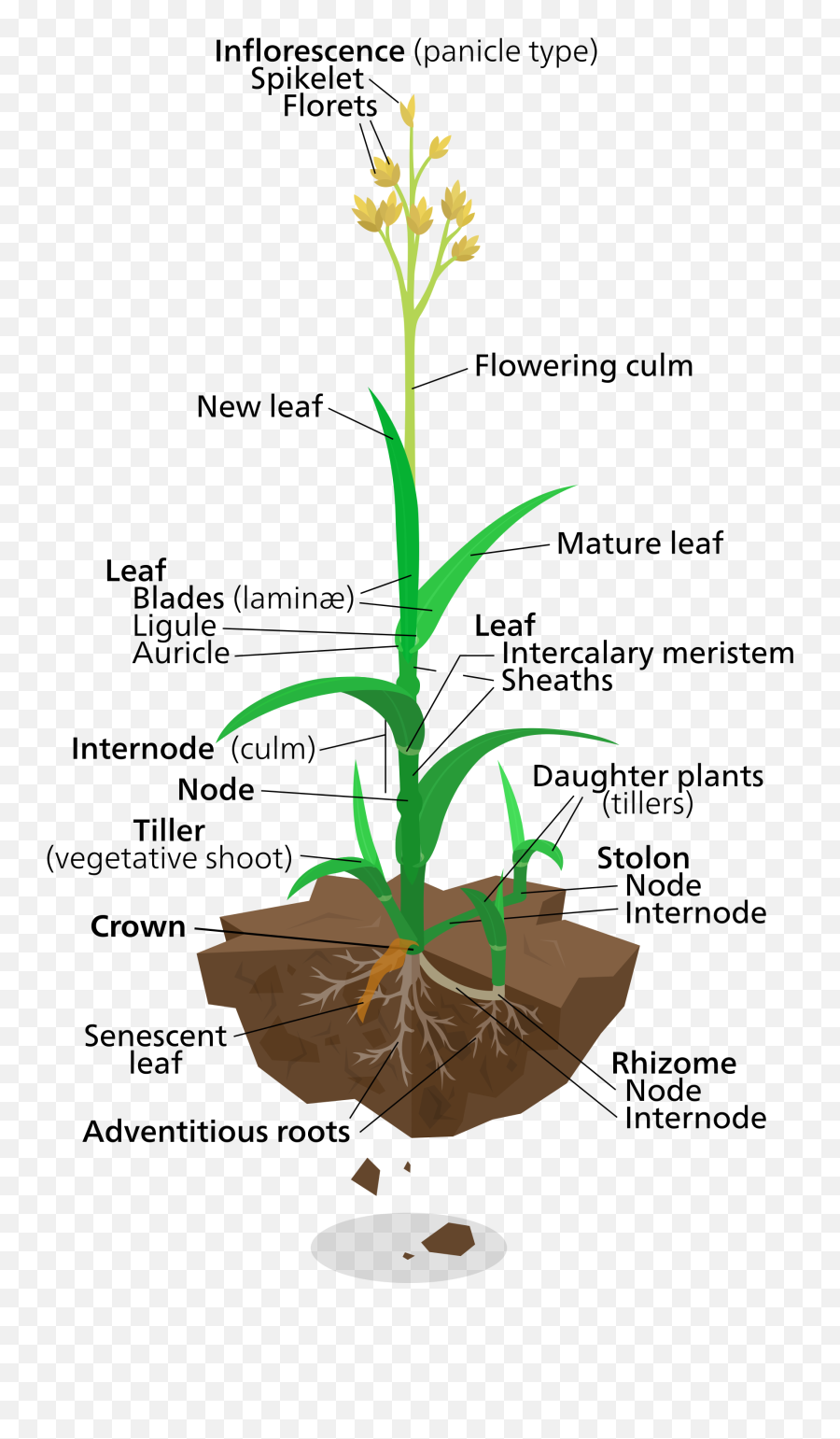 Poaceae - Wikipedia Diagram Of Elephant Grass Png,Wild Grass Png