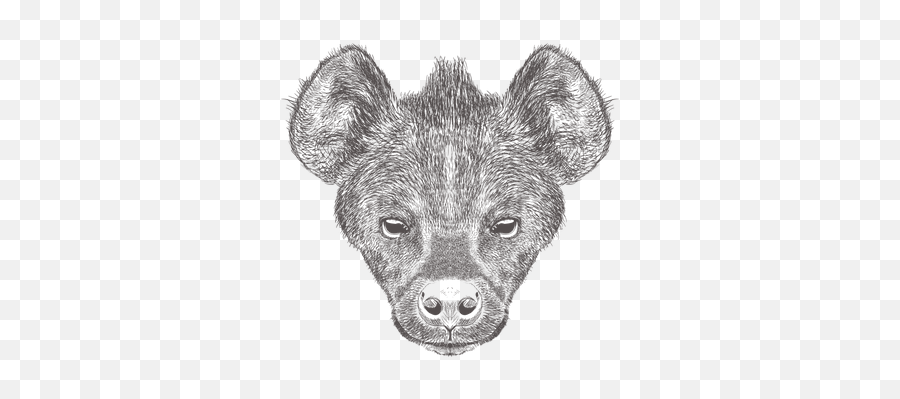 Hyena Illustration - Sketch Png,Hyena Png