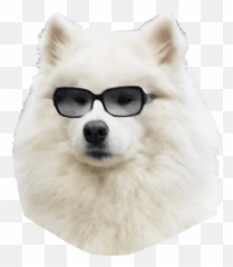 Dog Png And Vectors For Free Download - Dlpngcom,Doge Transparent Background