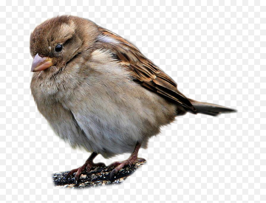 Sparrow Png Transparent Images 25 - Wild Birds Flashcards,Sparrow Png