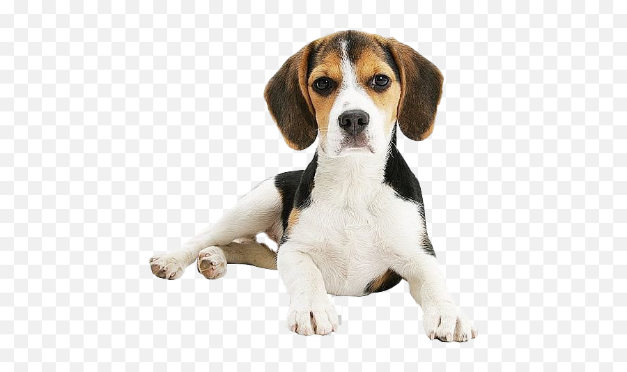 Beagle Png Clipart - Beagle,Beagle Png