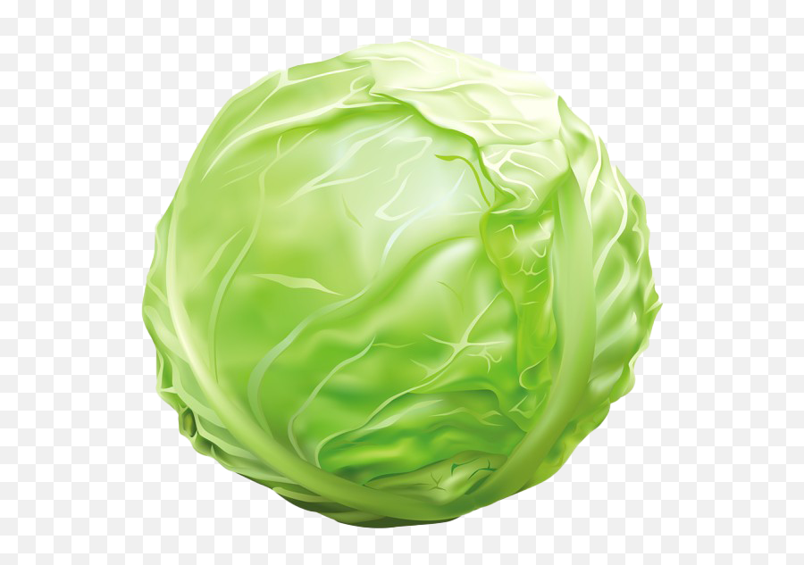Cabbage Transparent Background - Cabbage Clipart Png,Cabbage Transparent