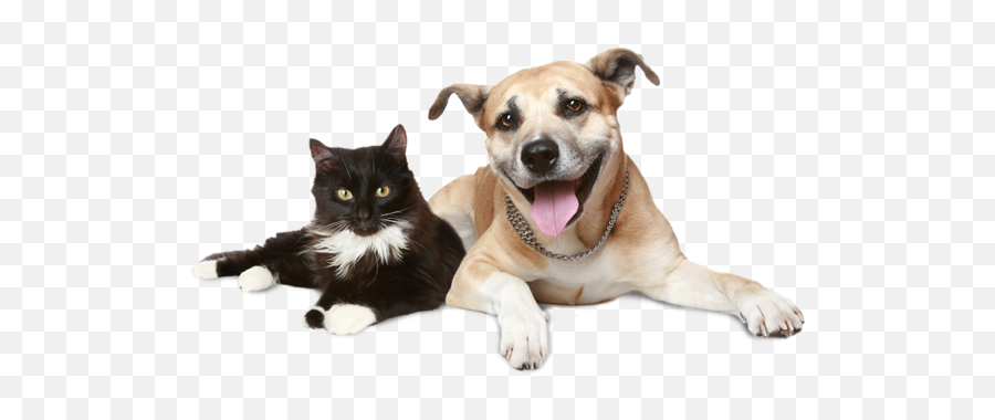 Gato Cachorro Png Image - Healthy Cat And Dog,Cachorro Png