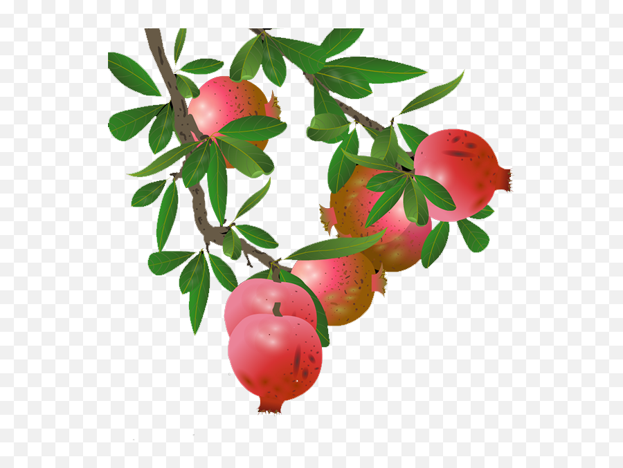 Pomegranate Tree Transparent U0026 Png Clipart Free Download - Ywd Pomegranate Tree Clip Art,Fruit Tree Png