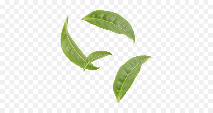 Green Tea Leaves Png 1 Image - Green Tea Leaf Png,Tea Leaves Png