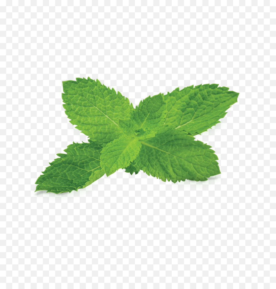 Mint Clipart Transparent Background - Transparent Tobacco Plant Png,Plant Transparent Background