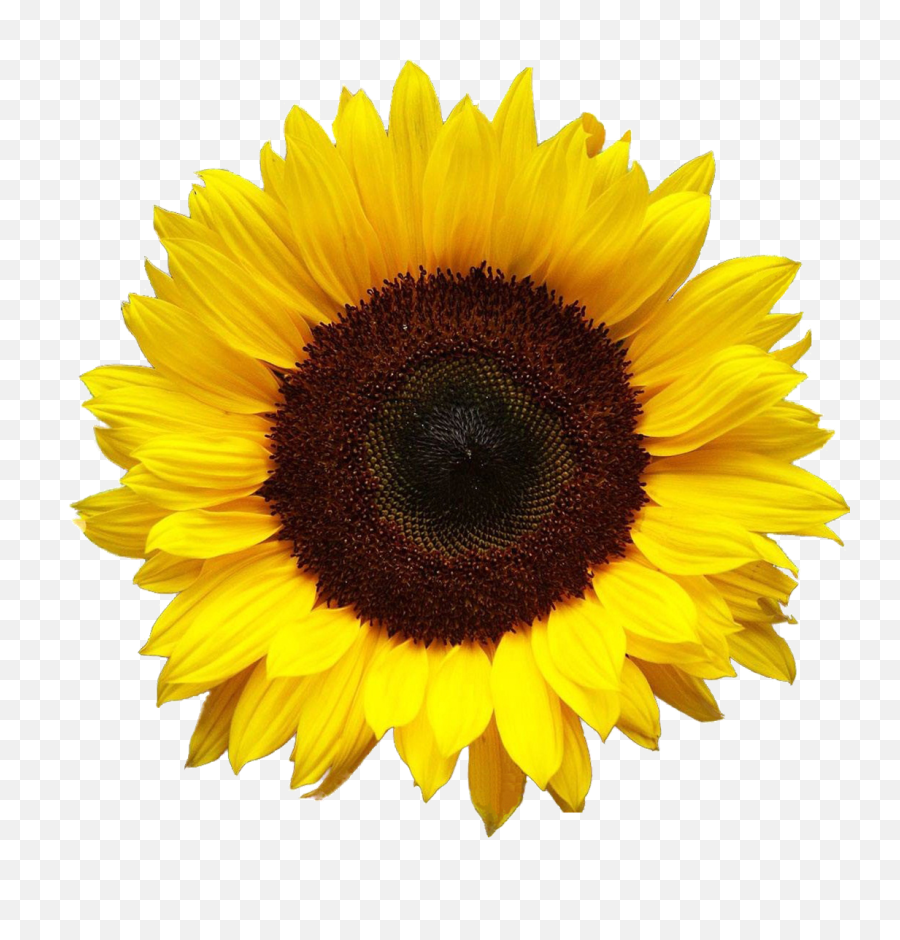 Download Png Image - Sunflower Png,Sunflower Transparent Background