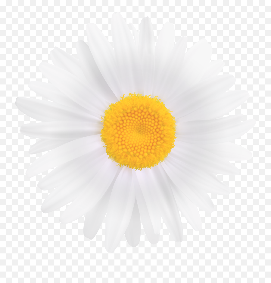 Download Free Png White Daisy Flower Clipart Image - Customizable 3d Print Gear,Yellow Flowers Png