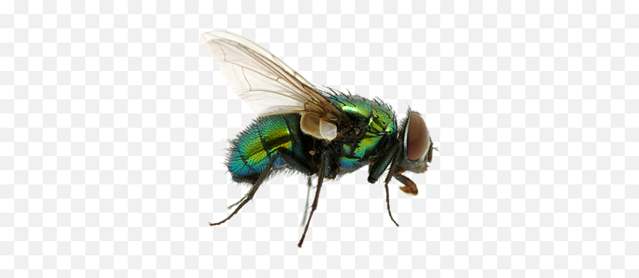 Fly Flying Png Image - Types Of House Fly,Fly Png