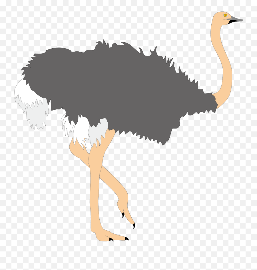 Common Clip Art Ugly Transprent Png Ostrich