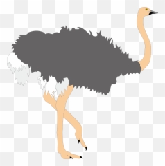 Common Clip Art Ugly Transprent Png Ostrich
