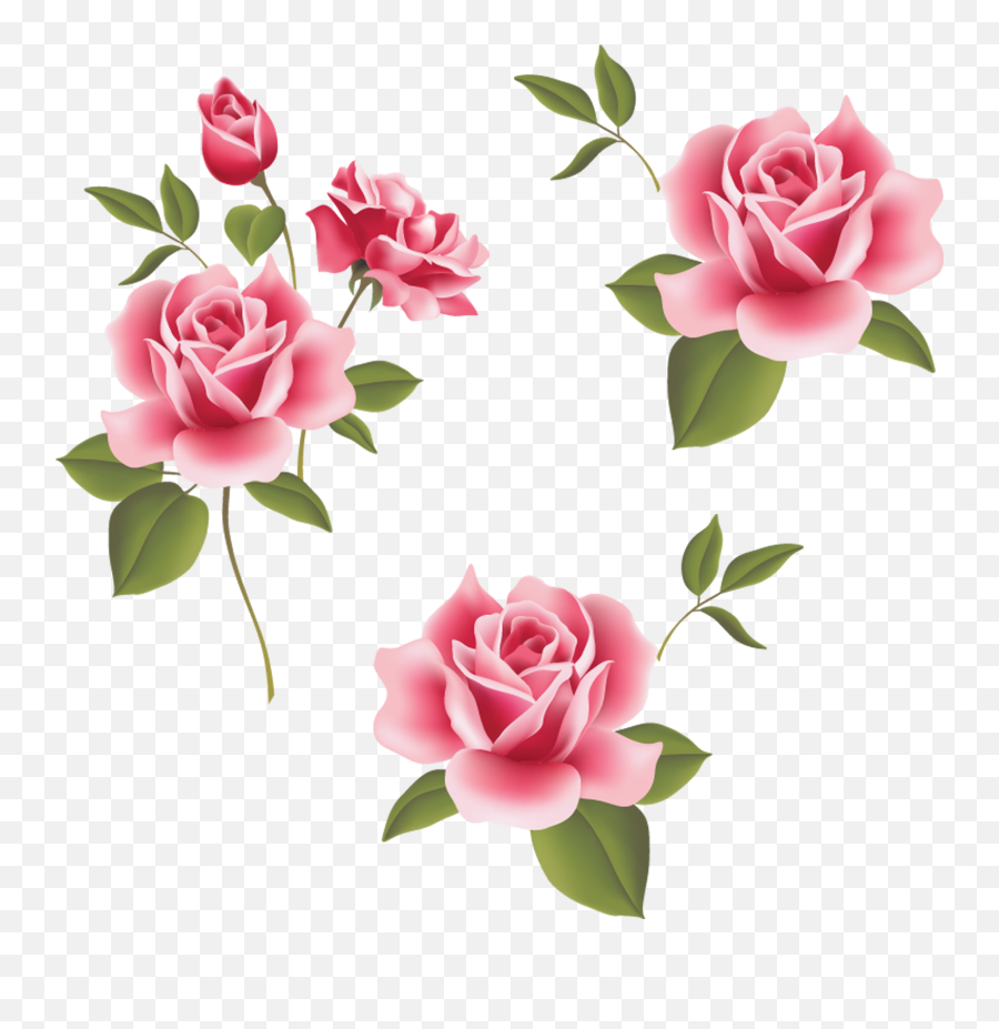 Garden Roses Beach Rose Pink Flower - Johannes 4 Vers 16 Png,Rosas Png