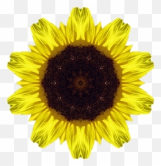 Free transparent girasol png images, page 1 