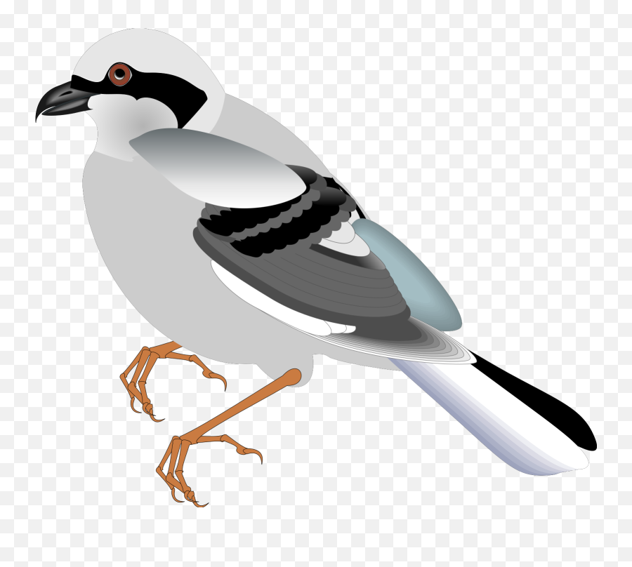 Standing Bird Svg Vector Clip Art - Svg Clipart Desenho Passaros Png,Bird Clipart Png
