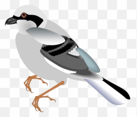 Standing Bird Svg Vector Clip Art - Svg Clipart Desenho Passaros Png,Bird Clipart Png