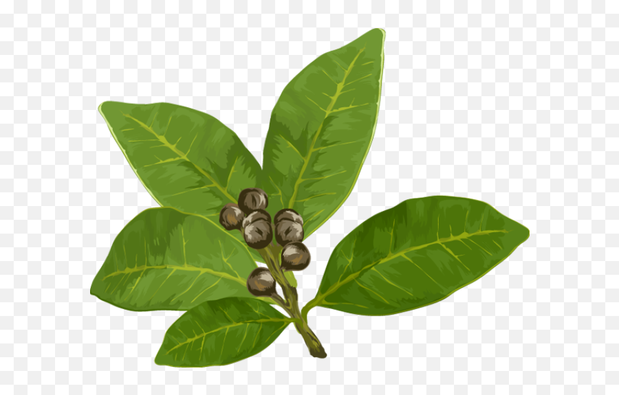 Leaves Clipart Mint Picture - Bay Leaves Clipart Png,Mint Leaves Png