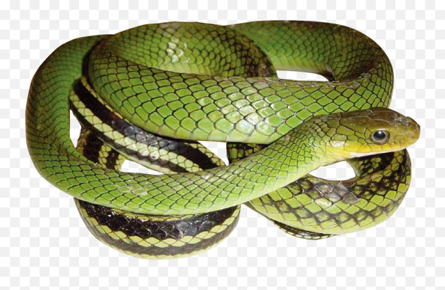 Green Snake With Transparent - Snake Green Png,Green Snake Png
