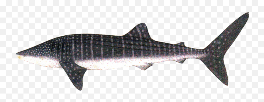Download Wale Shark - Whale Shark Png,Whale Shark Png