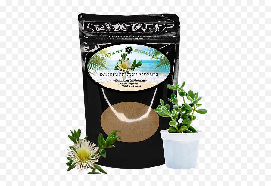 Kanna Botany - Evolution Flowerpot Png,Kanna Transparent
