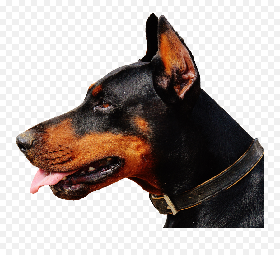 Doberman Dog Png Transparent Image - Doberman Png,Pet Png