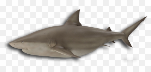 More Louisiana Fish Species We Catch - Great White Shark png