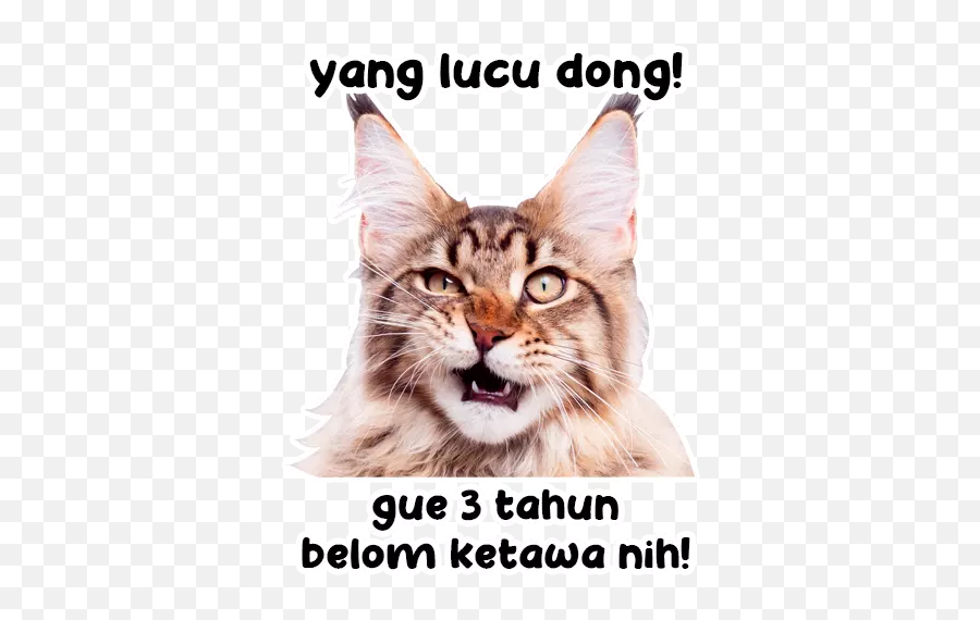 Updated Meme Kucing Lucu Stiker Wa Pc Android App - Cat Png,Gambar Icon Lucu