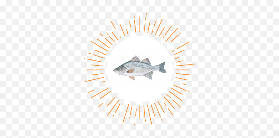 State Of The Nationu0027s River - Cypriniformes Png,Bass Fish Icon