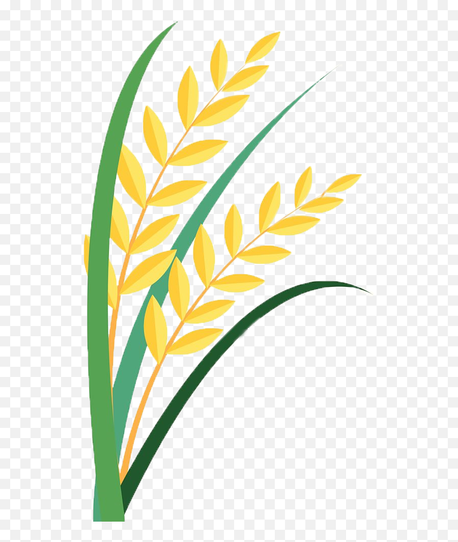 Grain Clipart Paddy - Clip Art Png Download Full Size Easy Rice Plant Drawing,Rice Transparent Background