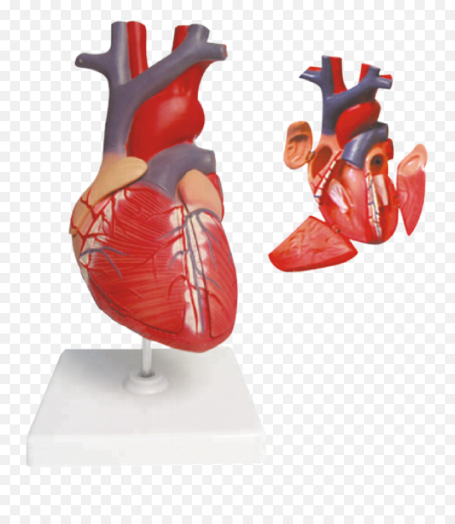 Life Size 4 - Part Human Heart Model Model Heart Png,Lifesize Icon 800