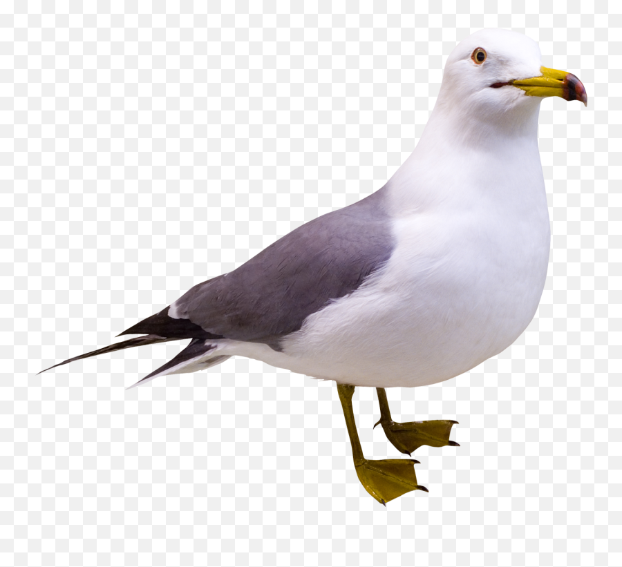 Seagull Free Png Transparent Image - Seagull Png,Seagull Png