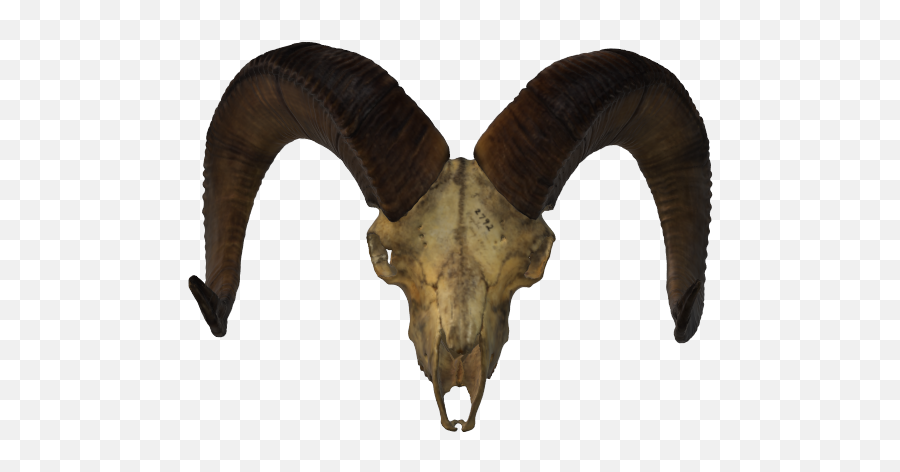 California Bighorn Sheep Skull Activity Description Named For - Horn Png,Ram Animal Icon