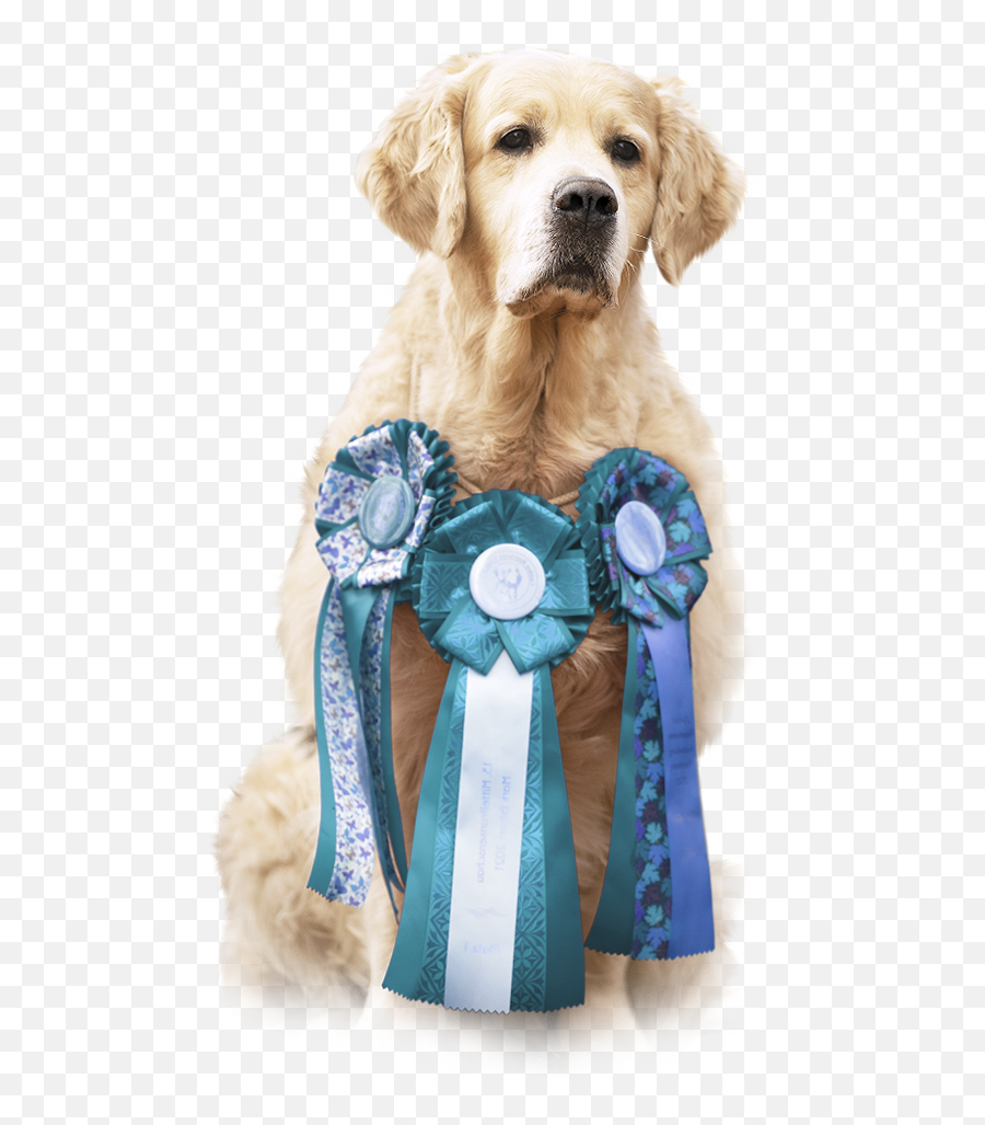 Golden Retriever Camianu0027s Png Labrador Icon