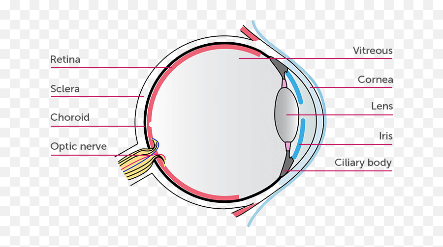 What Is Non - Infectious Uveitis Uv Humirar Adalimumab Parts Of The Eye Transparent Png,Lens Flare Eyes Png