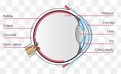 What Is Non - Infectious Uveitis UV HUMIRAr adalimumab Parts Of The Eye Transparent png