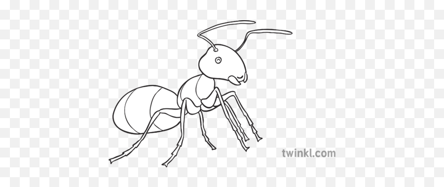 Ant The Cicada And Traditional Thai Tales Ks1 Black - Snowflake Emoji Black And White Png,Ant Png